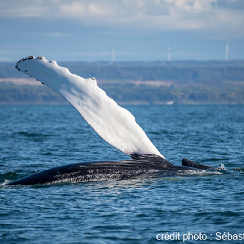 viens_voir_les_baleines_18