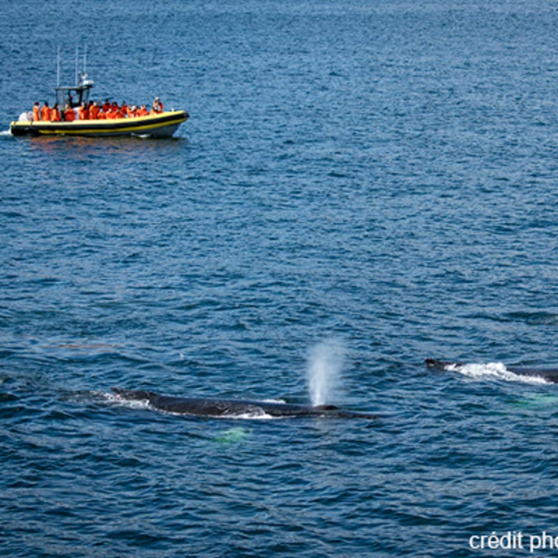 viens_voir_les_baleines_19