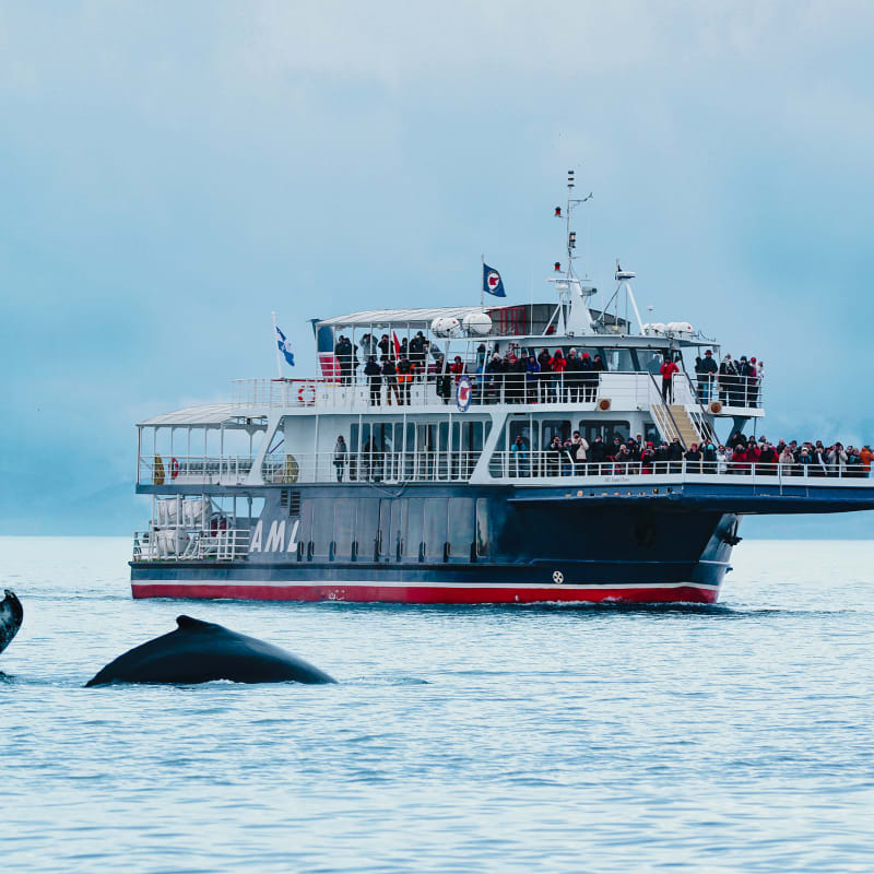 viens_voir_les_baleines_20