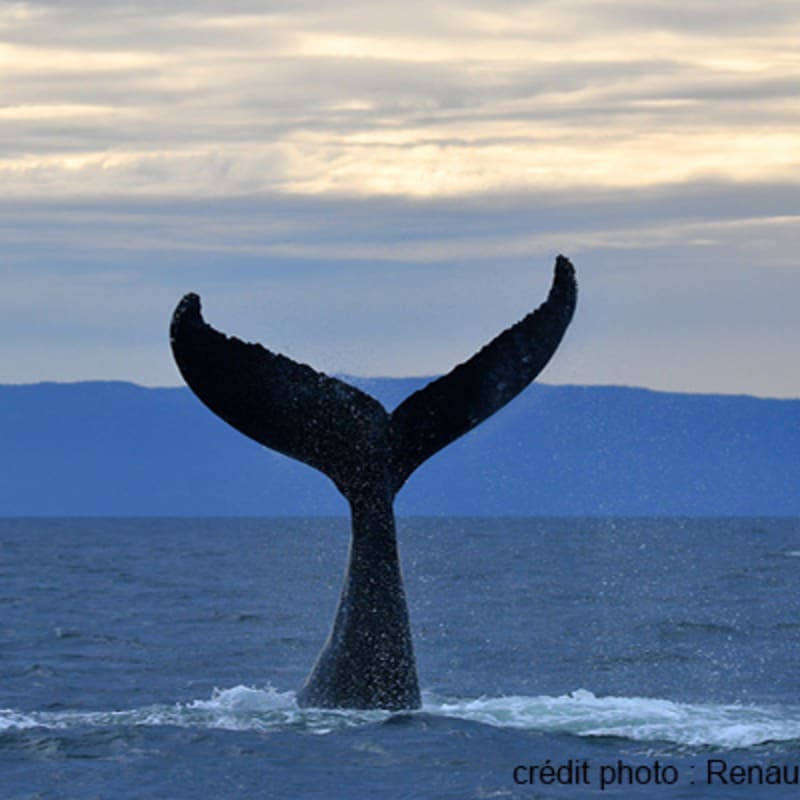 viens_voir_les_baleines_3