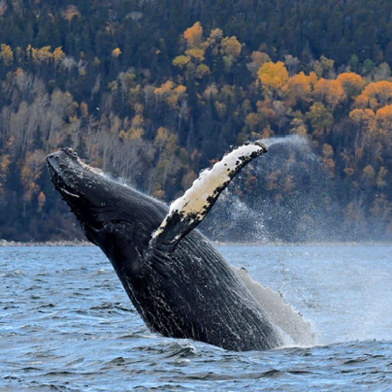 viens_voir_les_baleines_4