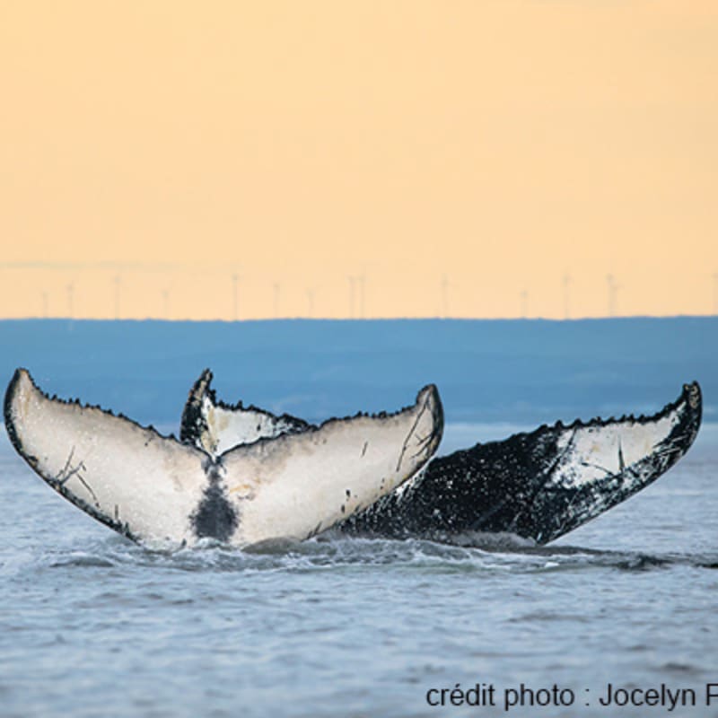 viens_voir_les_baleines_5