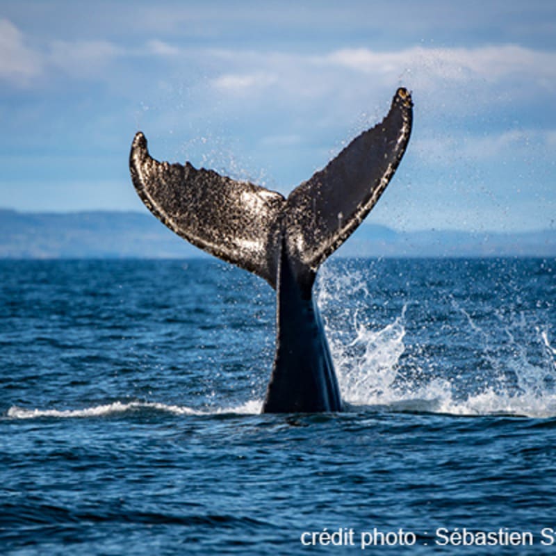 viens_voir_les_baleines_7