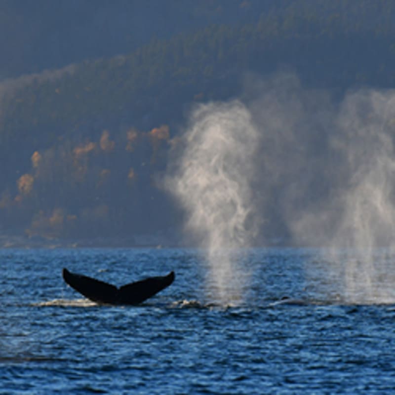 viens_voir_les_baleines_8