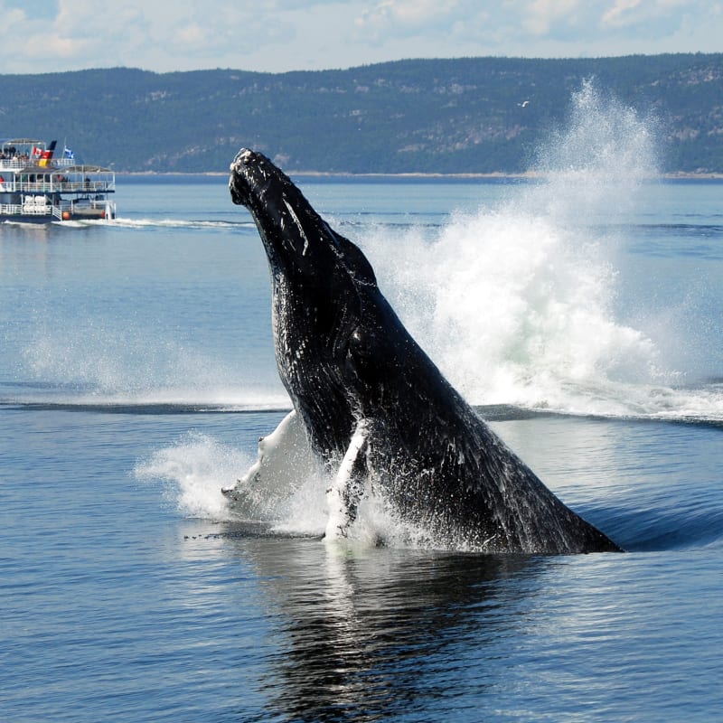 viens_voir_les_baleines_9
