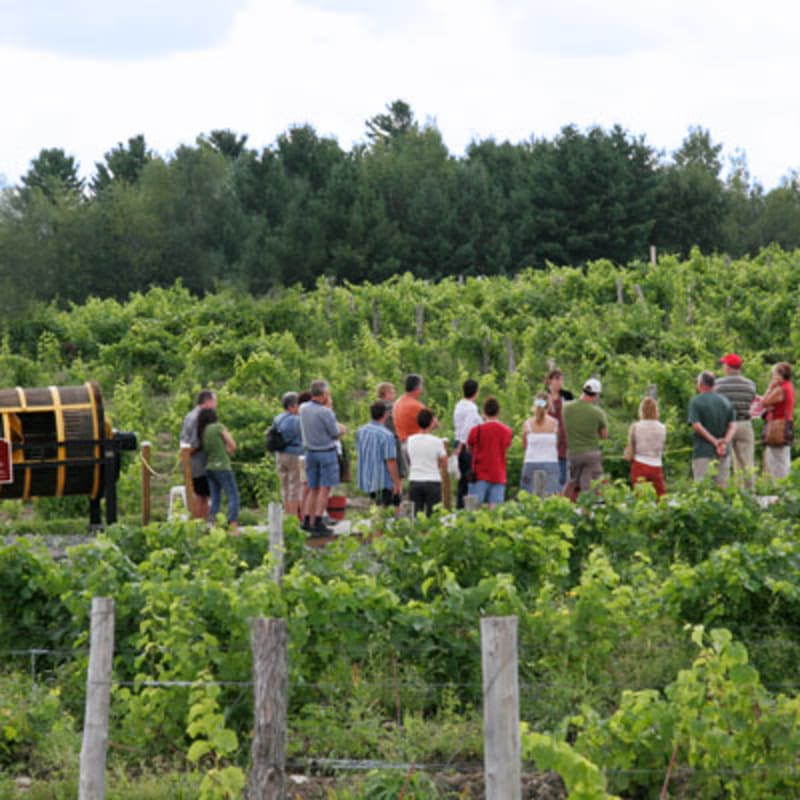vignoble_le_cep_dargent_1