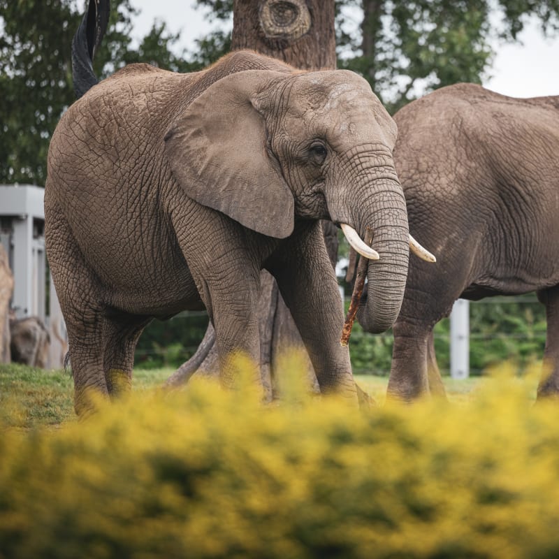 zoo_de_granby_1