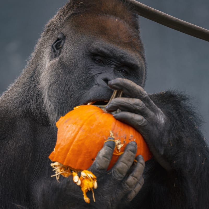 zoo_de_granby_1_a
