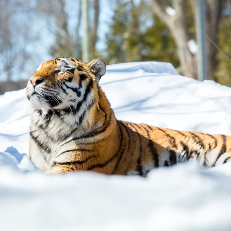 zoo_de_granby_1_h