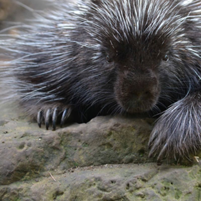 zoo_ecomuseum_10