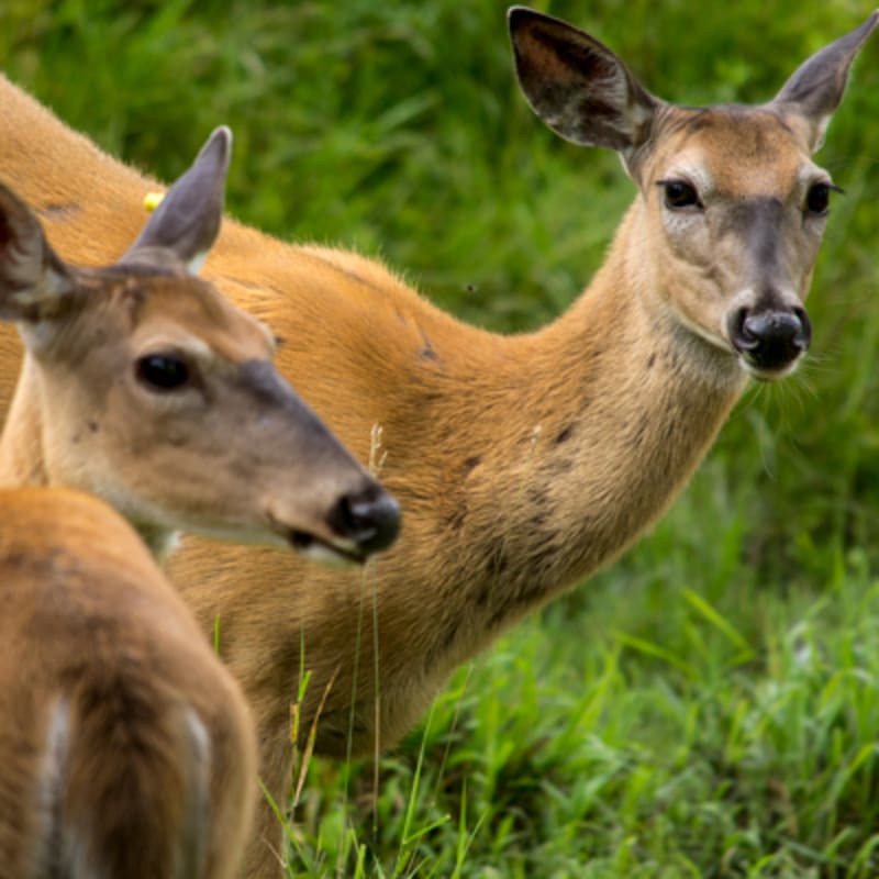 zoo_ecomuseum_1_a