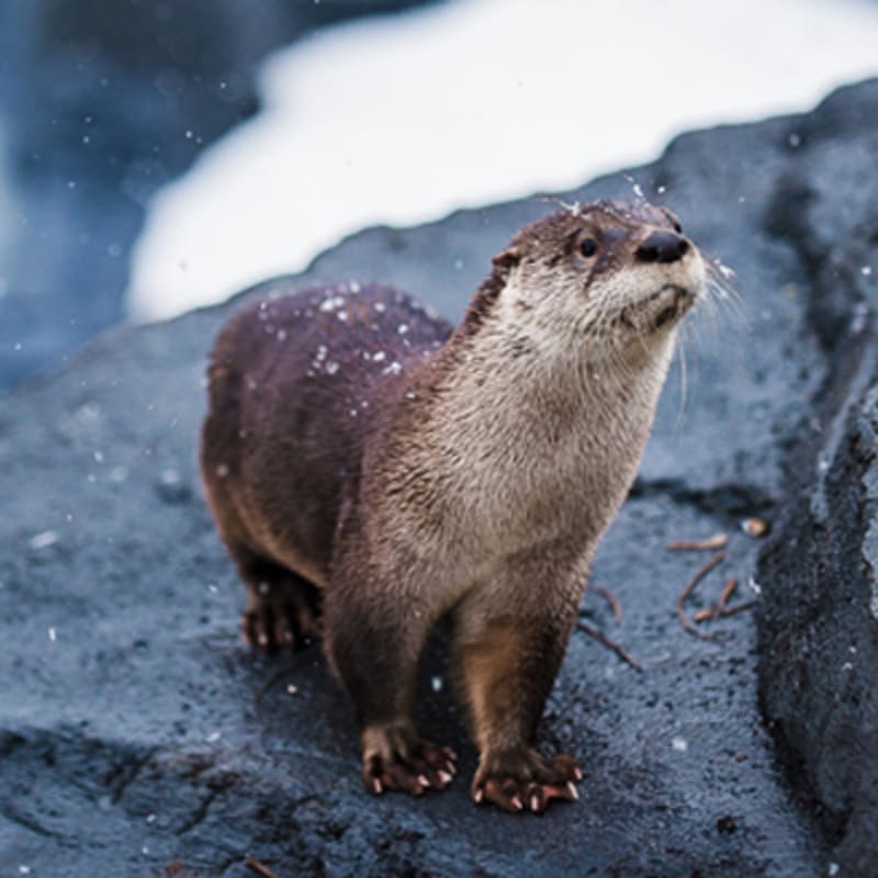 zoo_ecomuseum_1_h