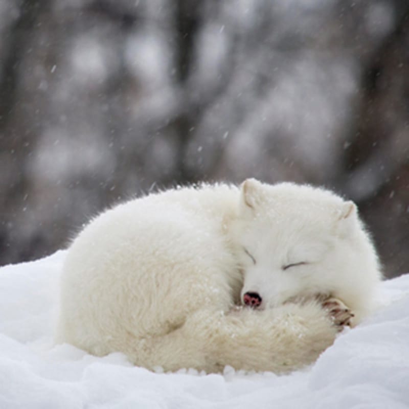 zoo_ecomuseum_2_h