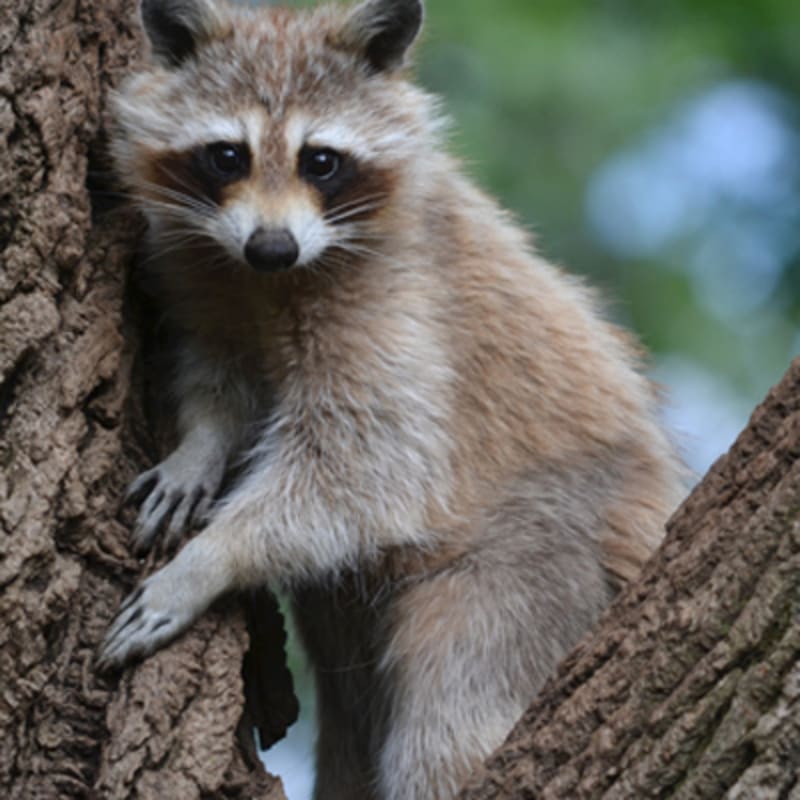 zoo_ecomuseum_3