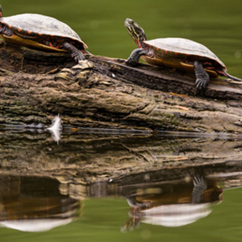 zoo_ecomuseum_4
