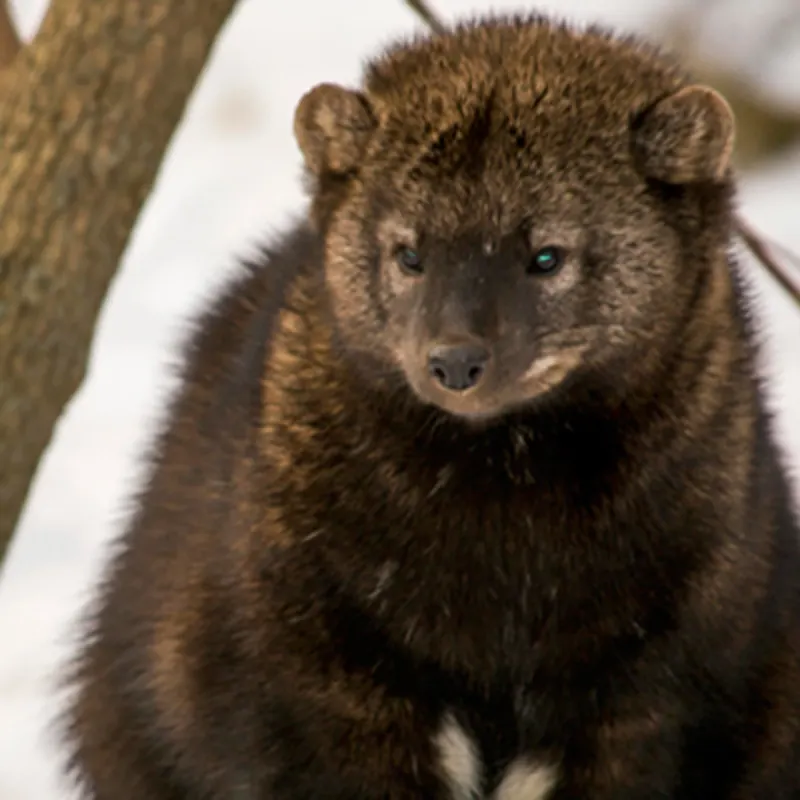 zoo_ecomuseum_4_h