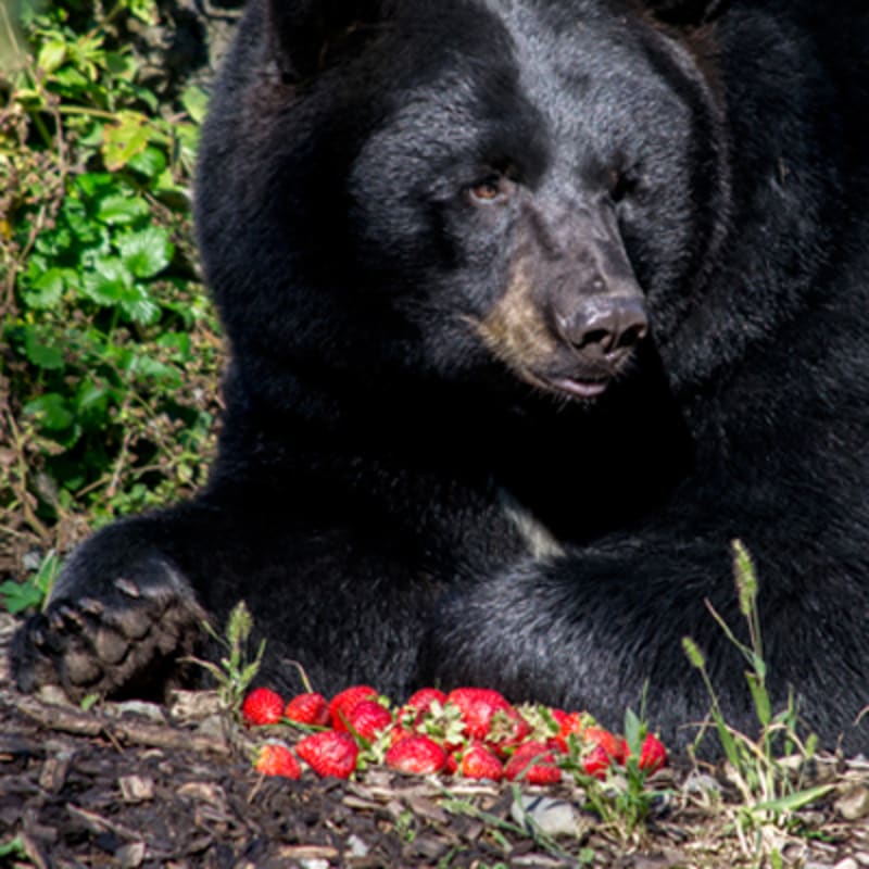zoo_ecomuseum_5