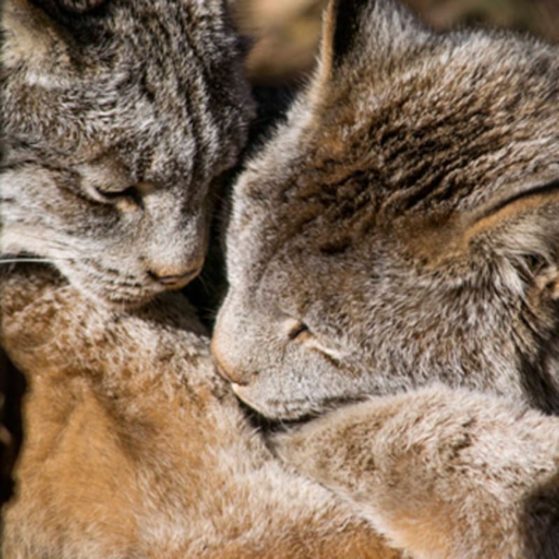 zoo_ecomuseum_7