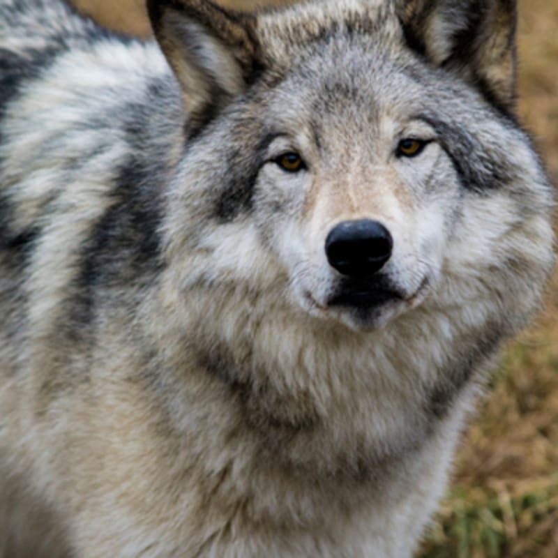 zoo_ecomuseum_8