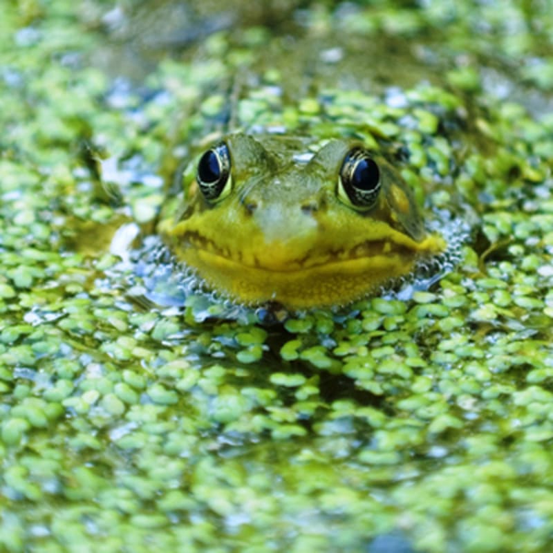 zoo_ecomuseum_9