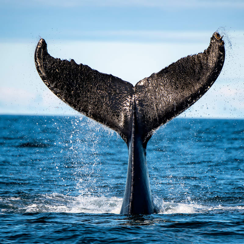 Queue de baleine dans l'eau.