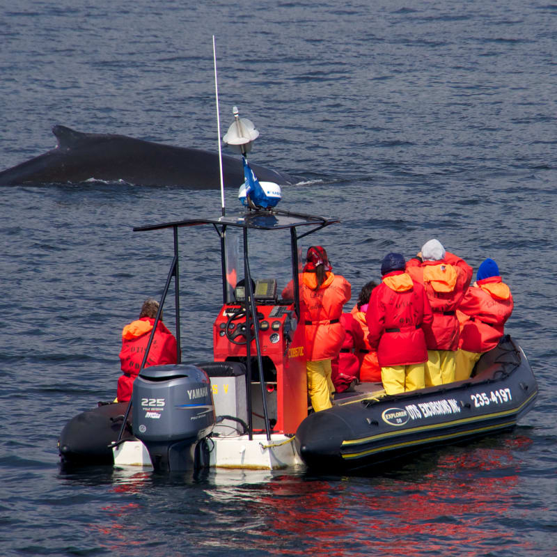 Group in a zodiac spotting a whale.