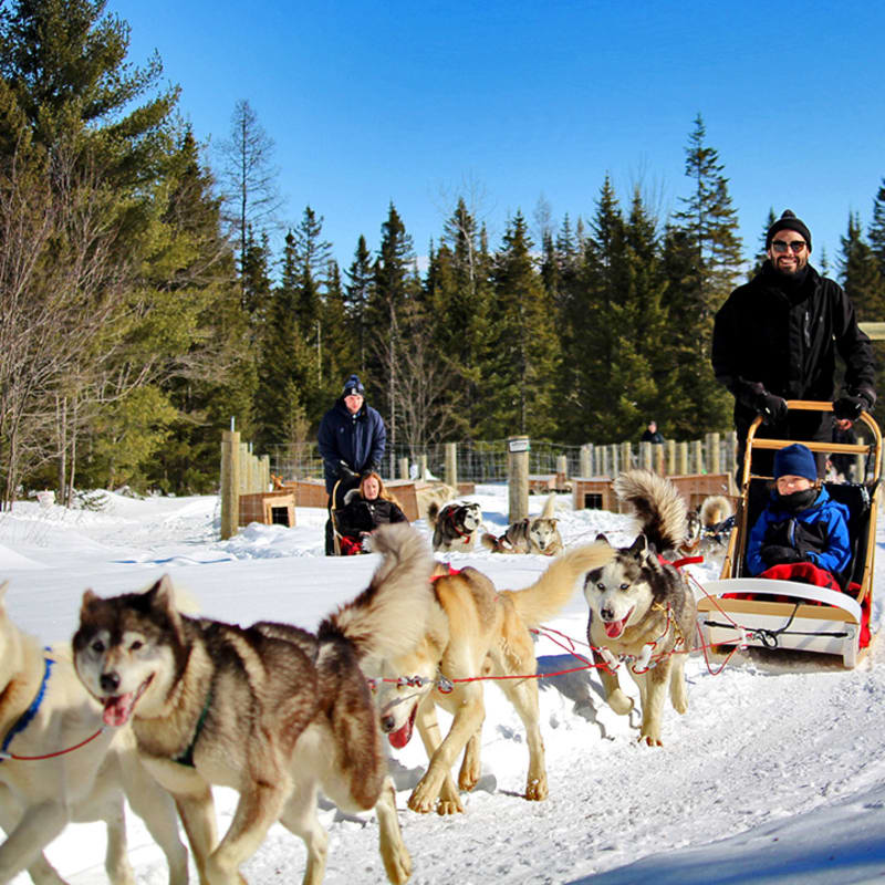 Two groups of sled dogs with mushers and riders.