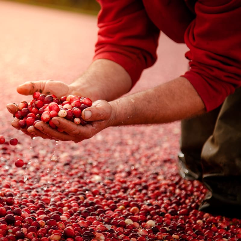 Worker in the cranberry field scooping up berries with both his hands.