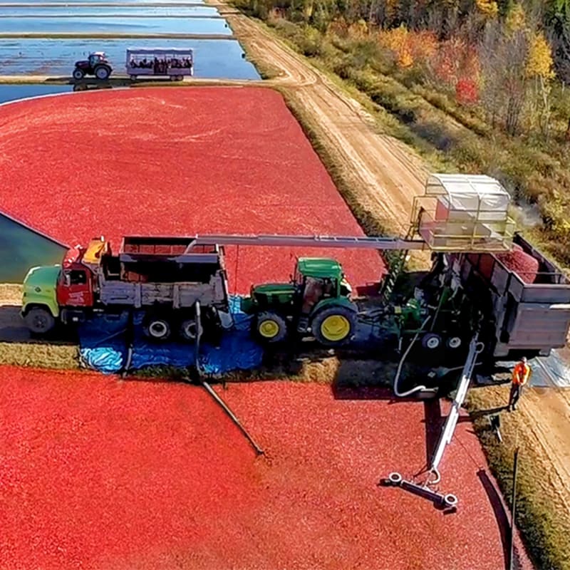 Cranberry bog seen from above with tractors, workers and trucks around.