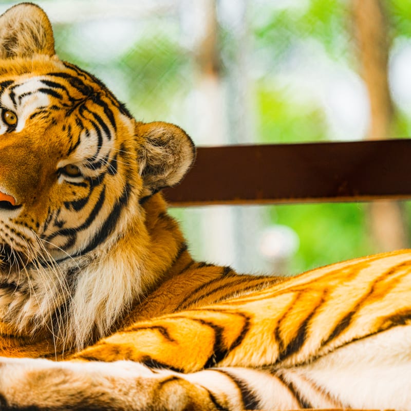 Tiger at the Complexe Atlantide