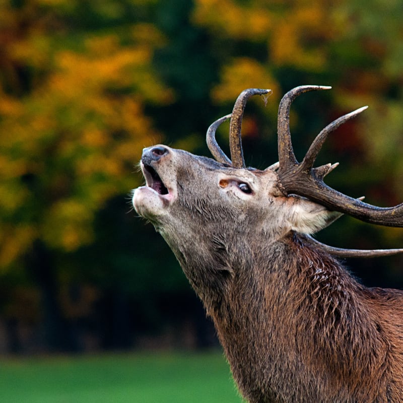Cerf rouge au Parc Oméga.