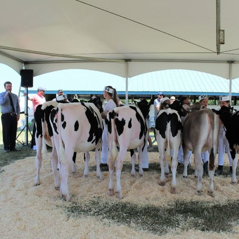 Row of cows at the exposition agricole de Calixa-Lavallée
