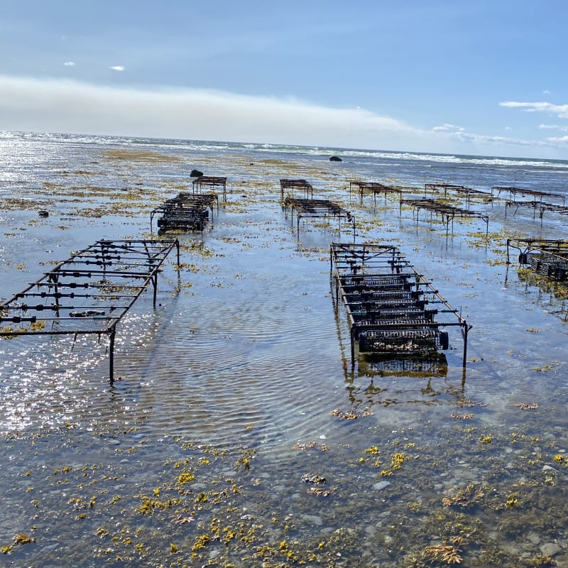Oyster farm at Ferme Manowin.