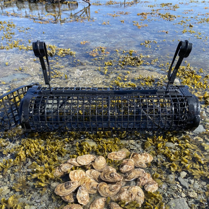 Oysters and oyster trap in the water.
