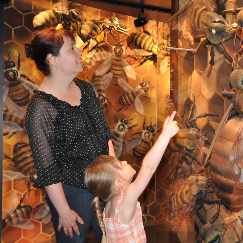 Mère et fille devant l'exposé d'abeilles.