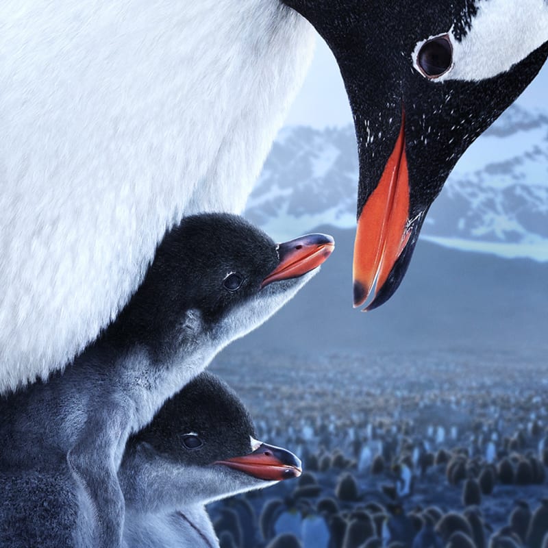 Film poster with an adult penguin and two baby penguins.