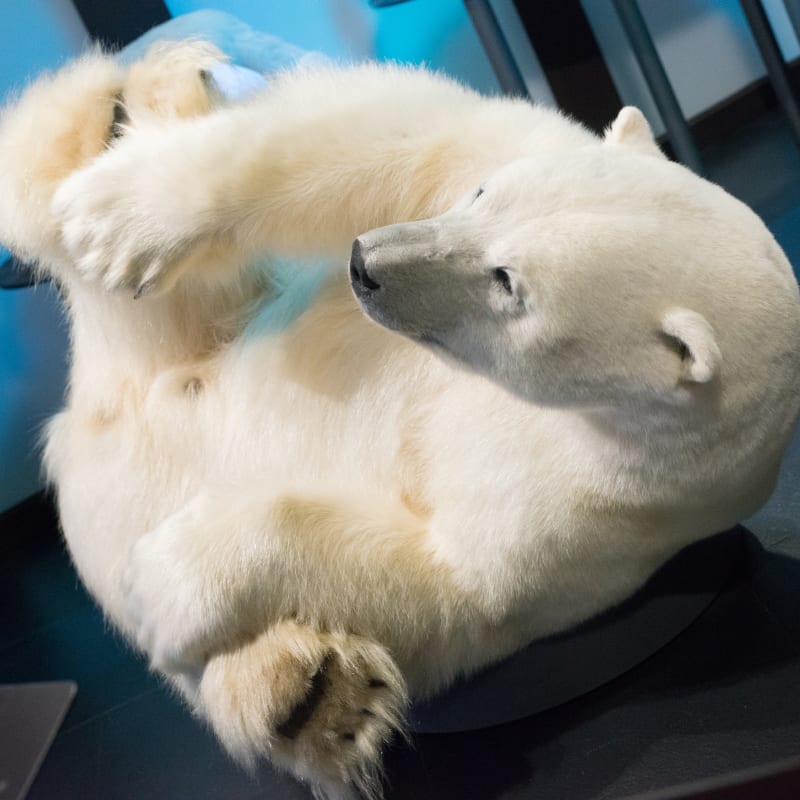 Taxidermied polar bear from the AlterAnima exhibit at the Sherbrooke Museum of Nature and Science.