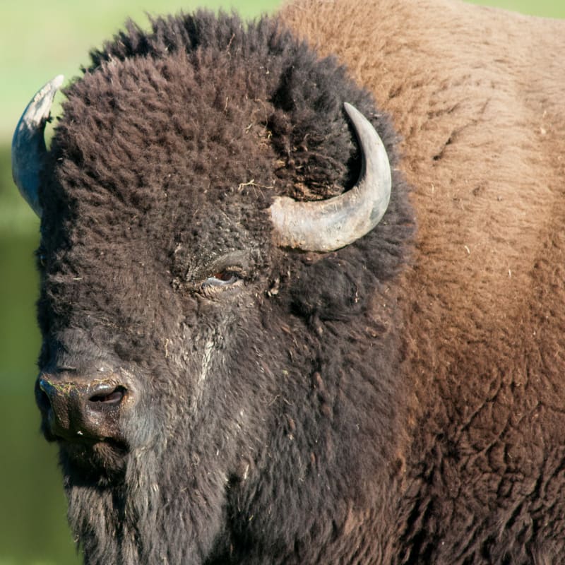 Bison at Parc Oméga