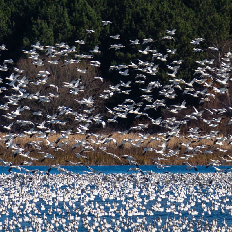 Thousands of snow geese in the sky in Victoriaville.