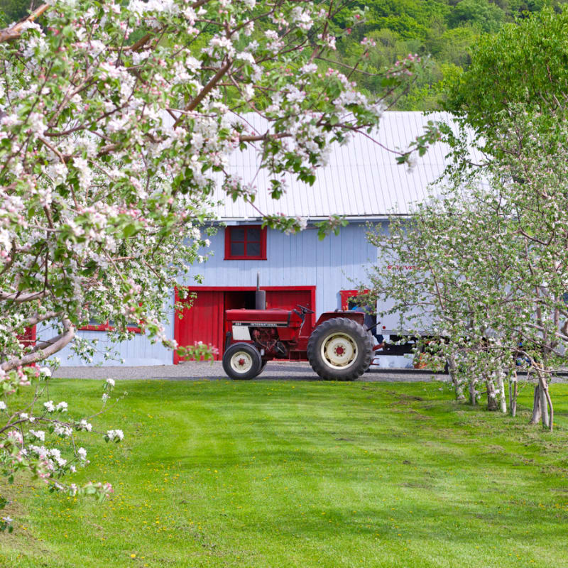Flowering apple trees.