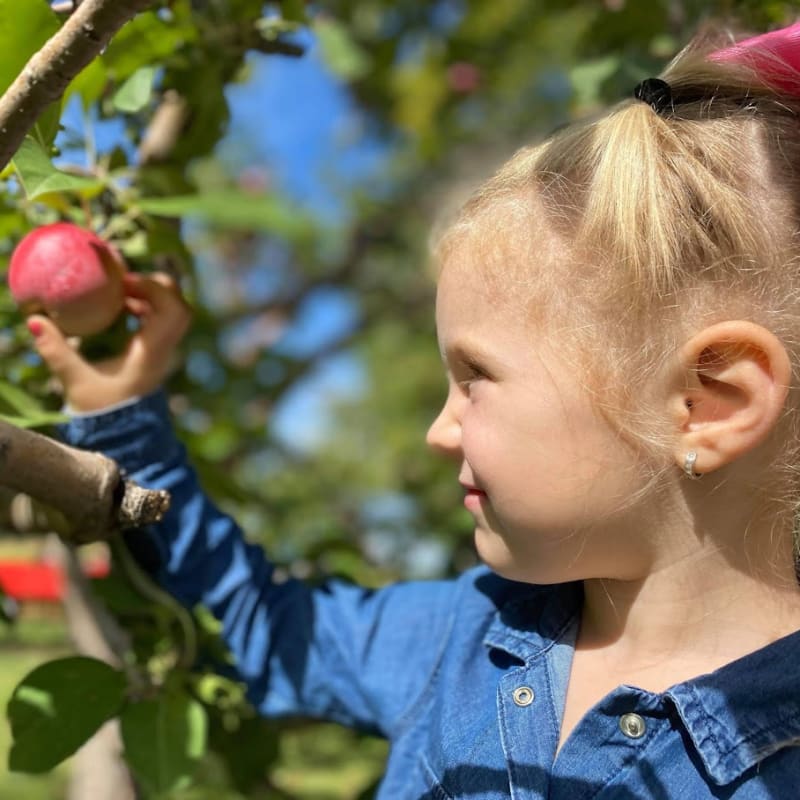Little girl picking an apple in an orchard.