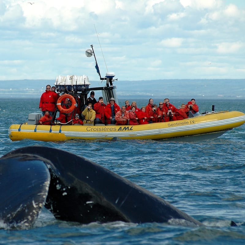 Zodiac full of passengers watching a whale's tail emerge from the water.
