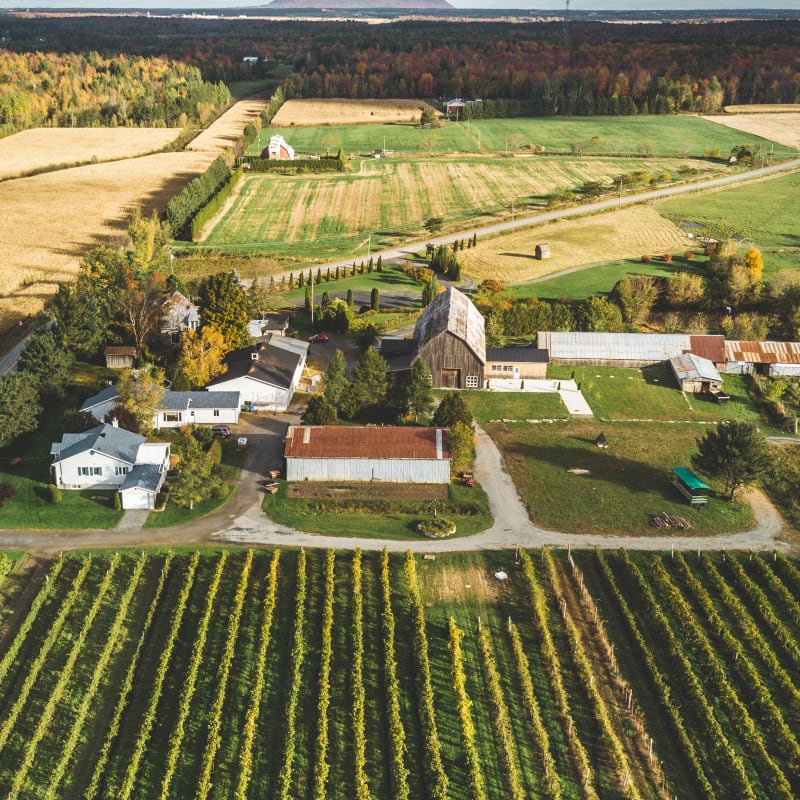 Champs de raisin, paysage rural et vignoble.