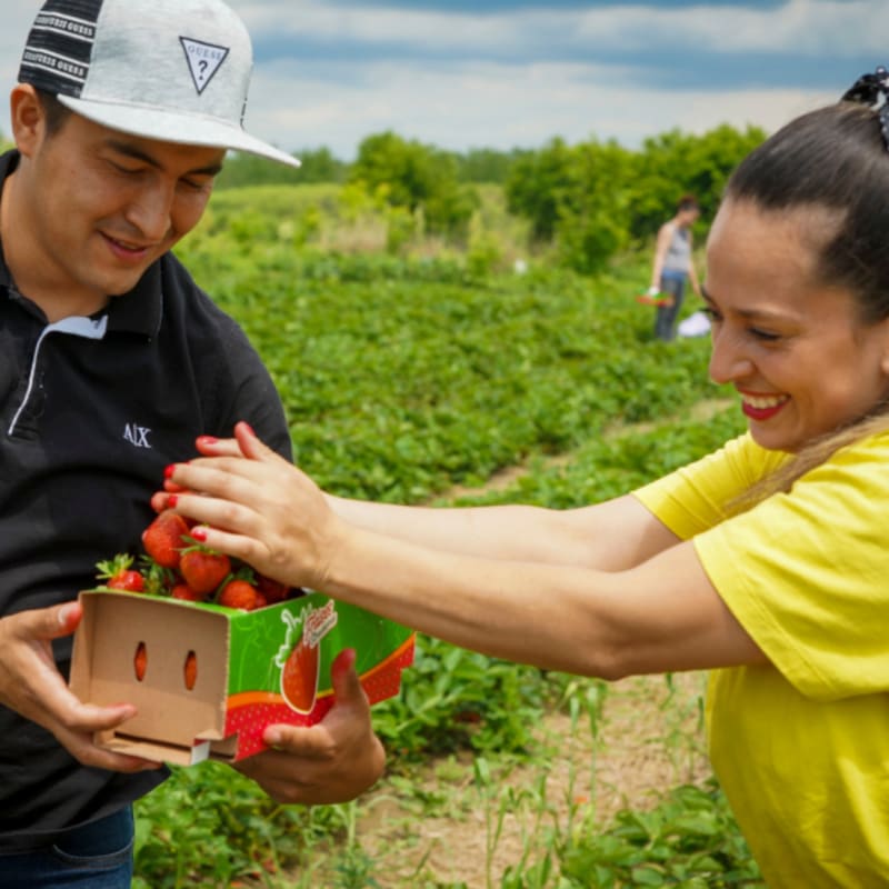 Two people picking strawberries.