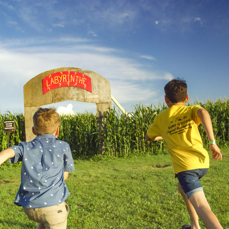 Two boys running towards a corn maze.