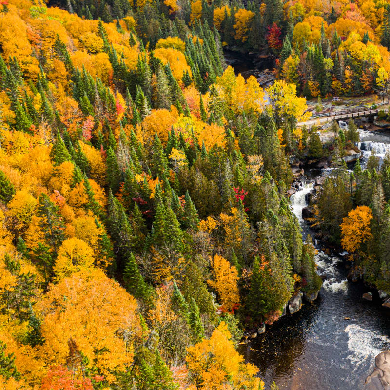 Bird’s-eye view of a fall landscape in hues of green and yellow.