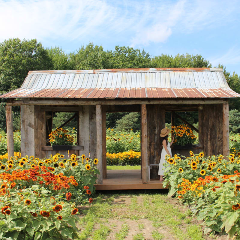 Young woman in a field of sunflowers in Vaudreuil.