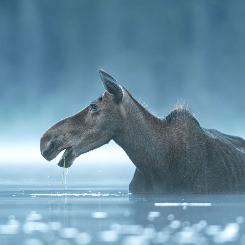 Moose