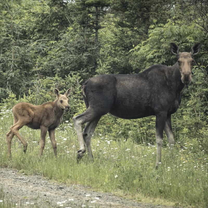 A moose with her two calves.