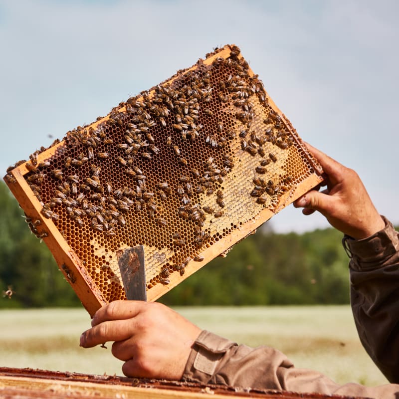 Terroir et Saveurs du Québec: honey